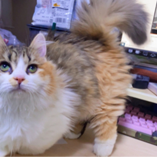 頑張って死を乗り越えて来たマンチカンの子猫です。