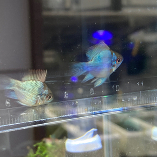 熱帯魚入荷です。
