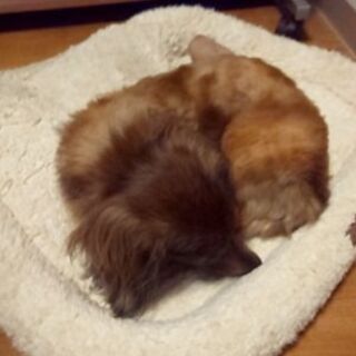 わんちゃんのお悩み事はご相談ください！