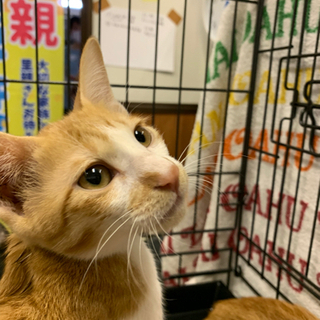 TNR中捕獲器の中で産まれた強運の持ち主です🐱【4姉妹】