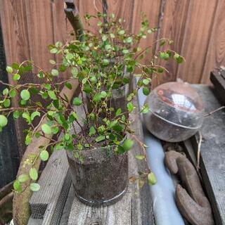 ワイヤープランツ🌿　苗🎉