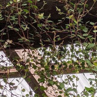 ワイヤープランツ🌿　苗🎉の画像