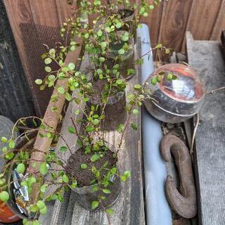 ワイヤープランツ🌿　苗🎉の画像