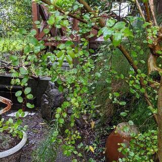 ワイヤープランツ🌿　苗🎉の画像