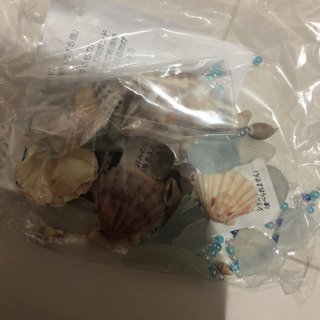 貝殻　シーガラス