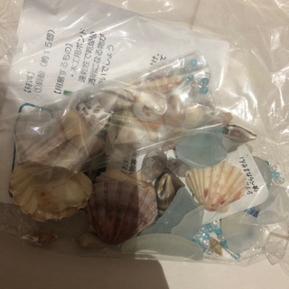 貝殻　シーガラスの画像