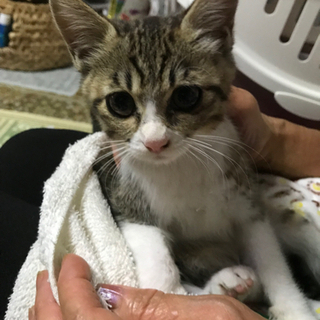 【交渉中】子猫１匹里親さん募集