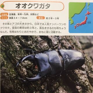 【手渡し希望】オオクワガタ（オス・76mm）