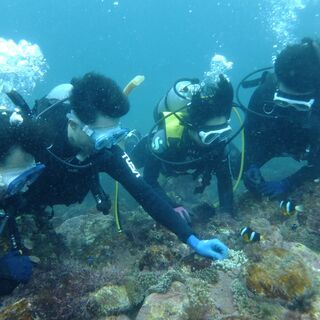 ライセンス取得】PADI オープンウォーターゴールドCカード・3日間コースの画像