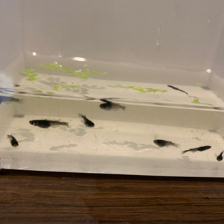風ちゃんめだか。＋αに自信あり！！オロチの稚魚5匹＋補償5匹以上の画像