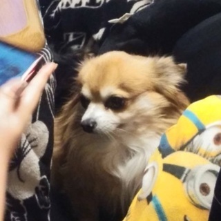 チワワ9歳です。
