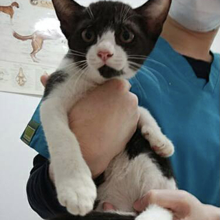 生後2ヶ月半の3匹の子猫の里親募集　多頭飼い飼育の所から保護しま...
