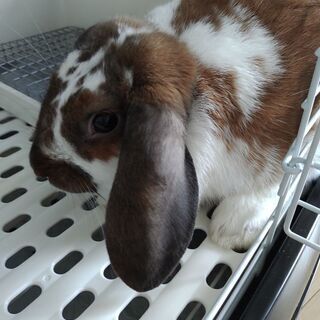 ロップイヤー♂５ヶ月