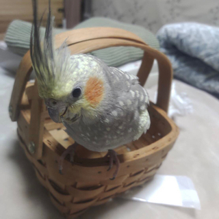 くぅちゃんが逃げてしまいました。オカメインコ