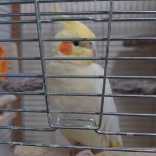 オカメインコの里親募集です