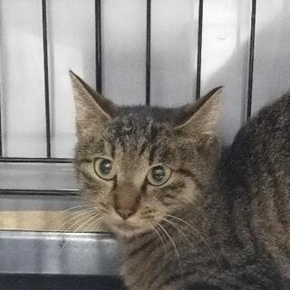小柄な若いキジトラの女の子😸