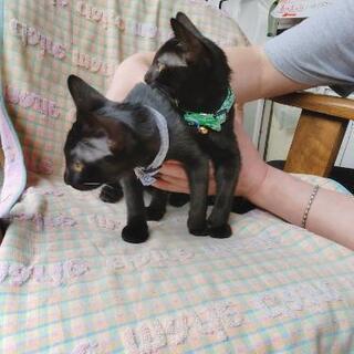 見つかりました❗黒猫3ヶ月メス2匹とても愛らしいです