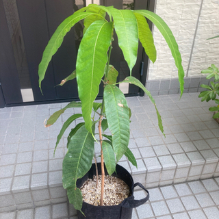 【大型・観葉植物】マンゴー2株 （実生4年目）
