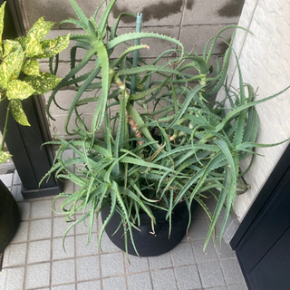 【大型観葉植物】アロエ
