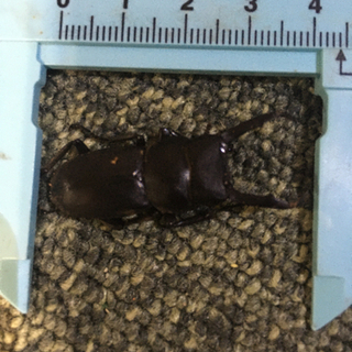 8/7自然採取カブトムシメス　ノコギリクワガタの画像