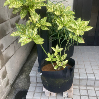 【大型観葉植物】アオキ