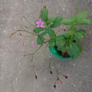 保護猫チャリティー😸ピンクの花🌸