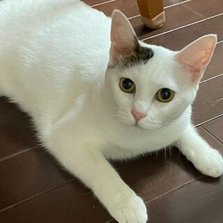 人が大好き可愛い小梅ちゃん