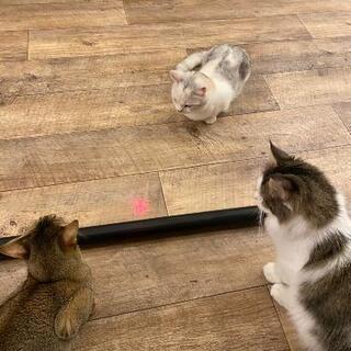 猫カフェ
猫好きの人が集まったぐるです♪
ぐるちゃメンバー募集し...