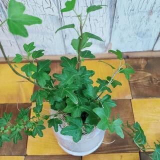 【観葉植物】アイビー　ダックスフンド受皿付の画像