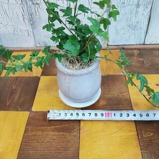 【観葉植物】アイビー　ダックスフンド受皿付の画像