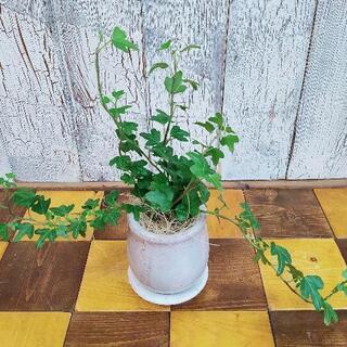 【観葉植物】アイビー　ダックスフンド受皿付の画像