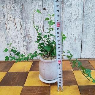 【観葉植物】アイビー　ダックスフンド受皿付の画像