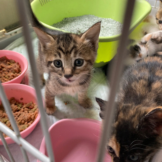 １か月半の仔猫の募集⭐︎人にべったりな女の子⭐︎