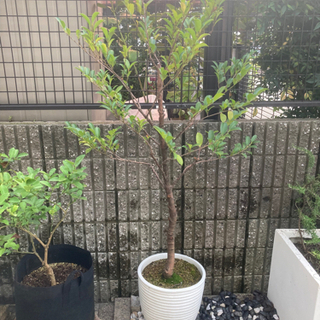 【大型観葉植物】榊　サカキ