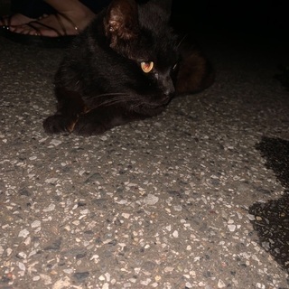お目目がまん丸可愛い黒猫ちゃん！