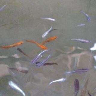 ✨お得です癒しにメダカ色々ミックス✨15匹➕α1000円どうですか。の画像