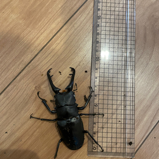 ギラファノコギリクワガタ(ホワイトアイ)