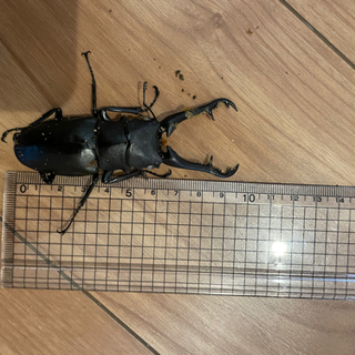 ギラファノコギリクワガタ　ホワイトアイ