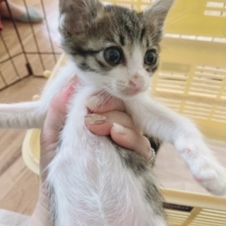 2ヶ月なちいさなこにゃんこ。離乳食移行中