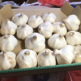 無施肥　ホワイト6片　Lサイズ　1kg 農薬不使用