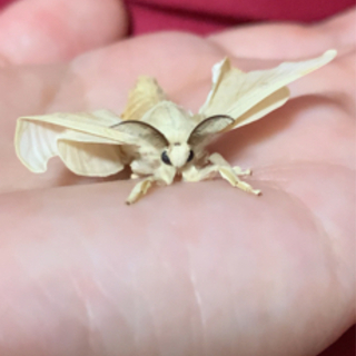 蚕の卵！もし産まれたらいりませんか？
