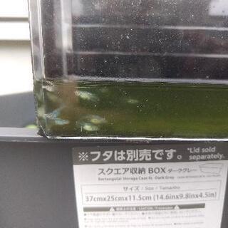 【ドラゴンブルー】メダカ稚魚1匹250円