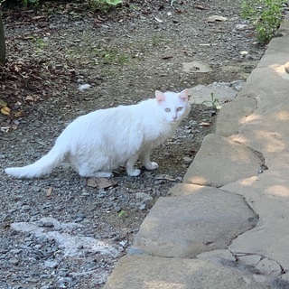 人懐っこいおばあちゃん猫です！ - 江津市