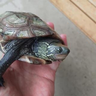 クサガメ 3歳 メス