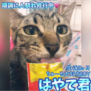 沢山のお問い合わせありがとうございました。した。キジ虎はやて君☆...
