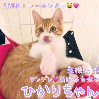 里親さま決まりました！沢山のお問い合わせありがとうございました。...