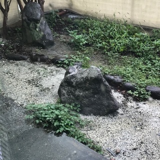 観賞用庭石差し上げます