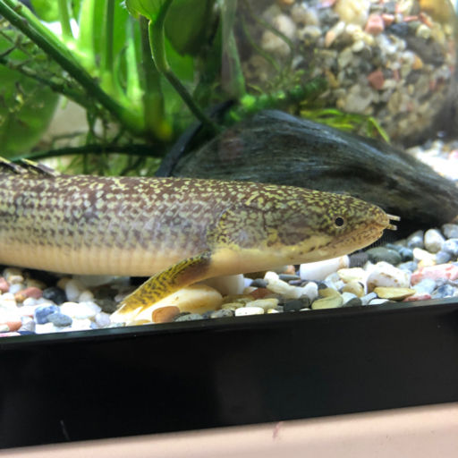 ポリプテルス　ブティコフェリー　再値下げ