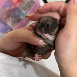 ハムちゃんず。