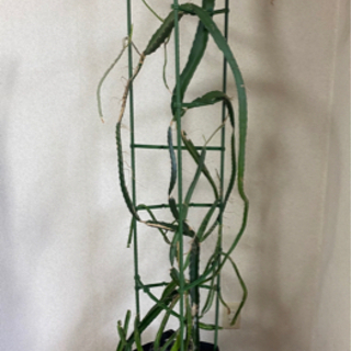 【大型観葉植物】ドラゴンフルーツ